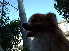魅力的なパピヨン犬画像