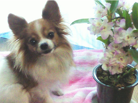 犬と花の画像